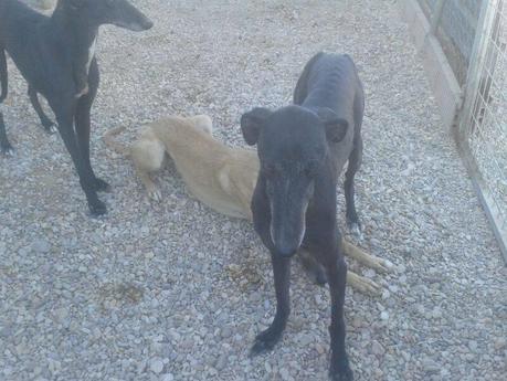 FORTUNA EN ADOPCIÓN.