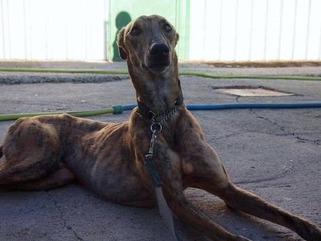 ARES, URGENTE ACOGIDA O ADOPCIÓN.