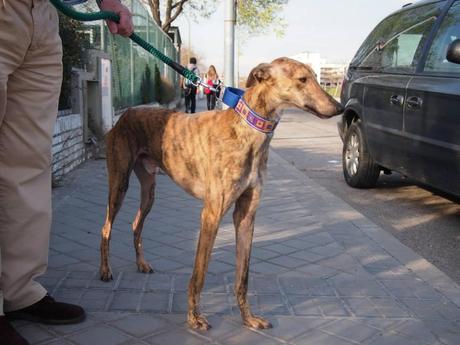 ARES, URGENTE ACOGIDA O ADOPCIÓN.