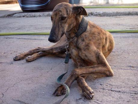 ARES, URGENTE ACOGIDA O ADOPCIÓN.