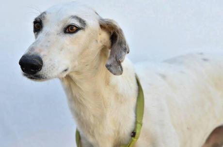 NIEVES, LA ETERNA OLVIDADA!!