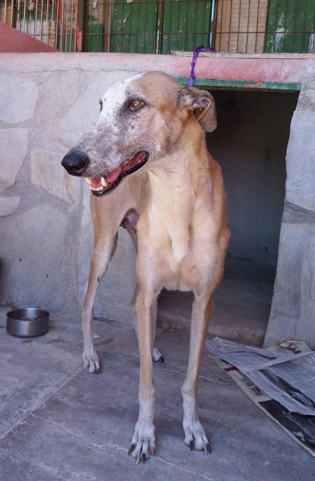 ABRIL EN ACOGIDA O ADOPCIÓN. (MADRID)