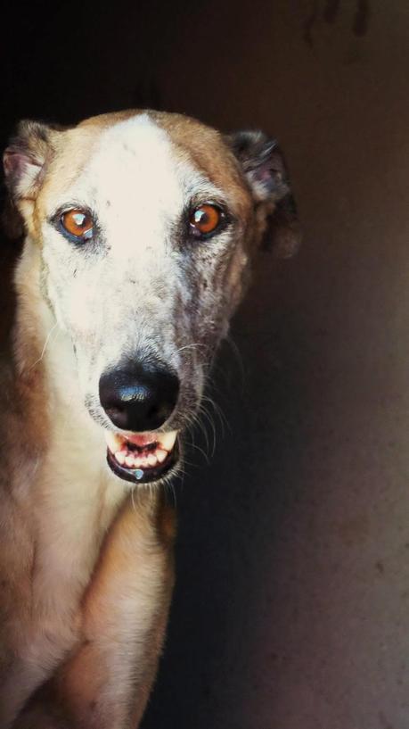 ABRIL EN ACOGIDA O ADOPCIÓN. (MADRID)