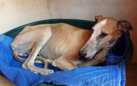 ABRIL EN ACOGIDA O ADOPCIÓN. (MADRID)