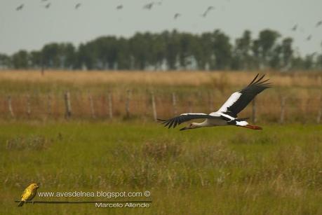 Cigüeña americana (Maguari Stork) Ciconia maguari