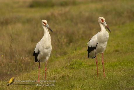 Cigüeña americana (Maguari Stork) Ciconia maguari