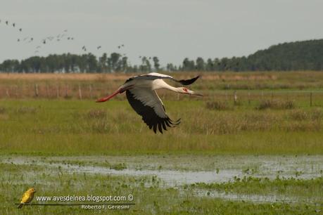 Cigüeña americana (Maguari Stork) Ciconia maguari