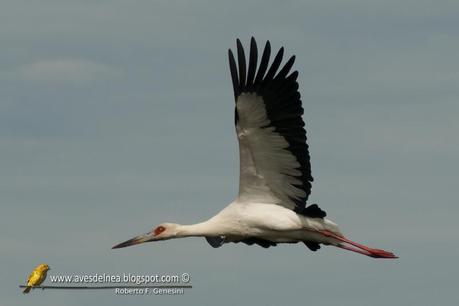 Cigüeña americana (Maguari Stork) Ciconia maguari