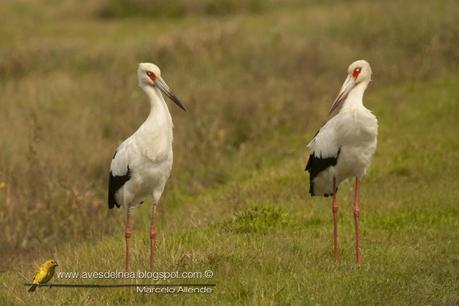 Cigüeña americana (Maguari Stork) Ciconia maguari