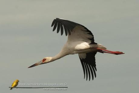 Cigüeña americana (Maguari Stork) Ciconia maguari