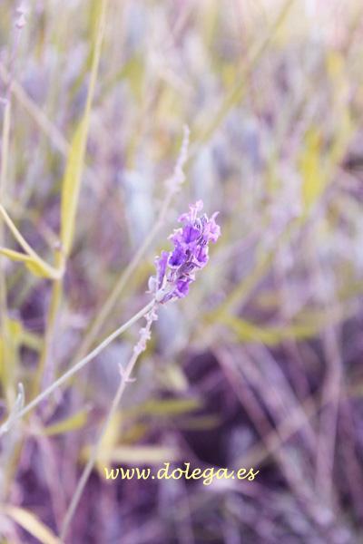 Caminando en silencio caminando en silencio