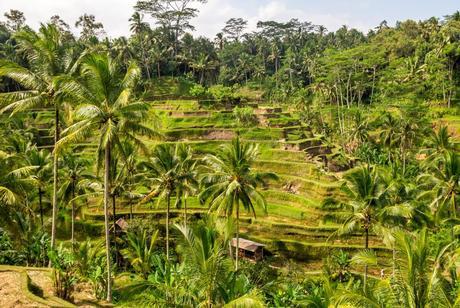 Terrazas arroceras cerca de Ubud, Bali Terrazas arroceras cerca de Ubud, Bali