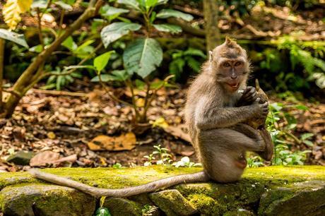 Mío! Mío!! Ubud, Bali Mío! Mío!! Ubud, Bali