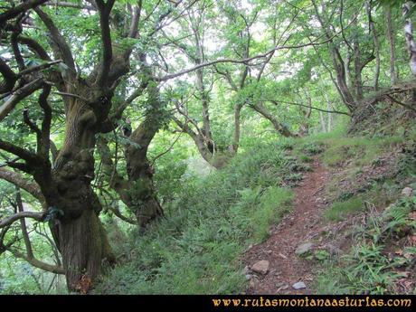 Ruta Hoces del Esva: Cruzando bosque de robles y castaños hacia Adrao
