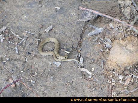Ruta Hoces del Esva: Culebra de collar en el camino Ruta Hoces del Esva: Culebra de collar en el camino