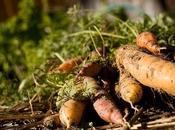 Cómo cultivar zanahorias huertos urbanos