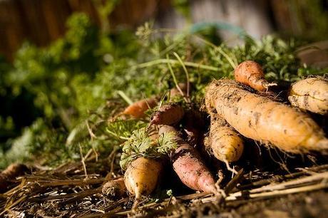 Cómo cultivar zanahorias en huertos urbanos