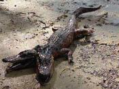 Cocodrilo cabezas causa gran revuelo Internet
