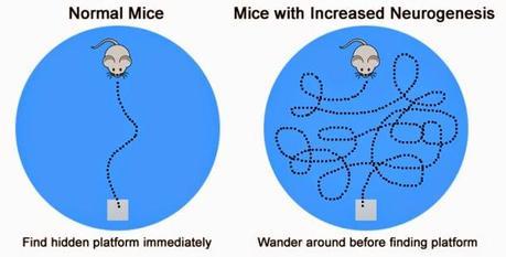 ¿Por qué no nos acordamos de cuando eramos bebés? ¿Por qué no nos acordamos de cuando eramos bebés?