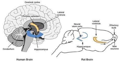 ¿Por qué no nos acordamos de cuando eramos bebés?