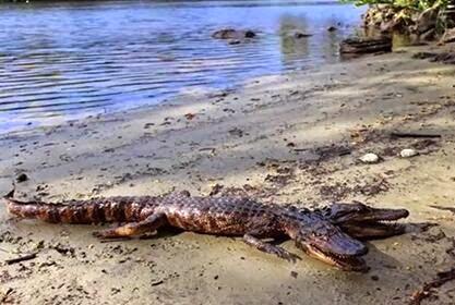 COCODRILO DE DOS CABEZAS EN FLORIDA