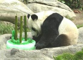 Cute Zoo Animals Eating Birthday Cake (SLIDESHOW)