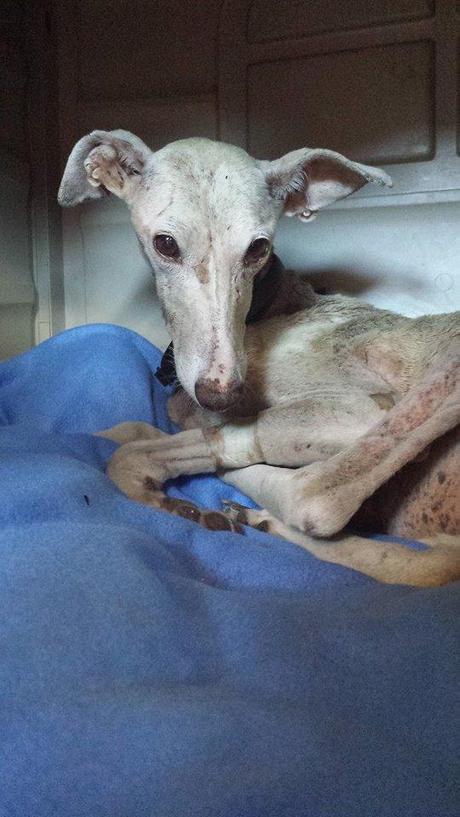 FLY SIGUE LUCHANDO...