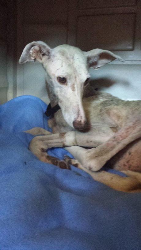 FLY SIGUE LUCHANDO...