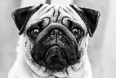 DIY Motivos felinos para personalizar tu ropa (4 Imprimibles gratis) DIY Motivos felinos para personalizar tu ropa (4 Imprimibles gratis)