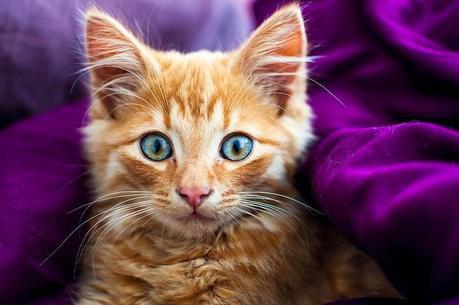 DIY Motivos felinos para personalizar tu ropa (4 Imprimibles gratis) DIY Motivos felinos para personalizar tu ropa (4 Imprimibles gratis)