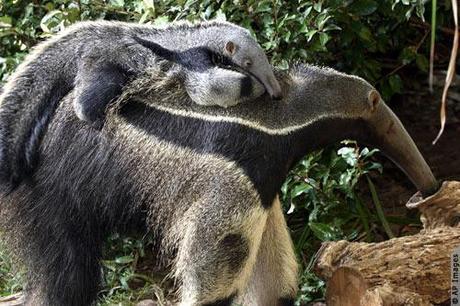 Oso hormiguero gigante