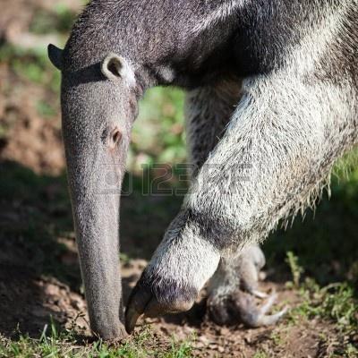 Oso hormiguero gigante