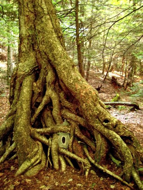 Hillary Fayle, hojas bordadas