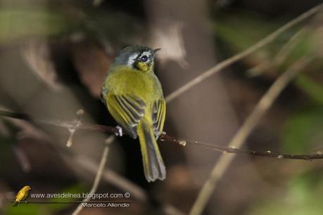 Mosqueta media luna (Southern Bristle-Tyrant) Phylloscartes eximius