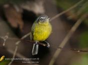 Mosqueta media luna (Southern Bristle -Tyrant) Phylloscartes eximius