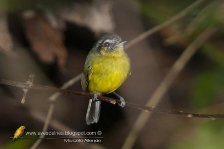 Mosqueta media luna (Southern Bristle-Tyrant) Phylloscartes eximius