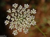 Copo nieve floral verano