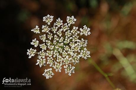 Copo de nieve floral de verano. Fotografía creativa - Fotografía decorativa - fotografía infantil