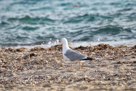 My heart, my mind, my stomach