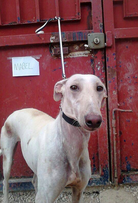 MABEL, PRECIOSA GALGA EN ADOPCIÓN. (CIUDAD REAL)