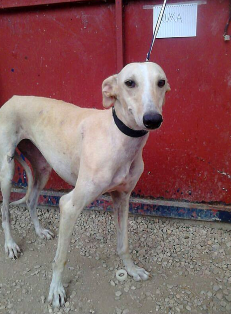 XUXA, PRECIOSA GALGA EN ADOPCIÓN. (CIUDAD REAL)