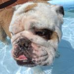 Domingo de piscina / Pool day