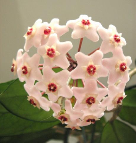 La regularidad de la naturaleza