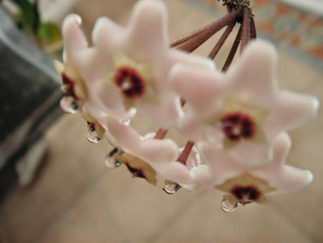 La regularidad de la naturaleza