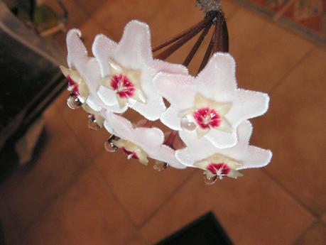 La regularidad de la naturaleza