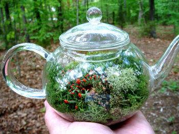 Una estufa fría en una botella Una hermosa tetera terrario ideal para nuestro hogar