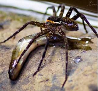 Dolomedes sp (créditos Nyffeler y Pusey, 2014)