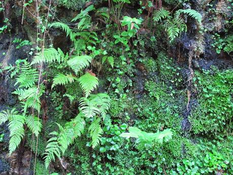 Un jardin vertical de verdad......