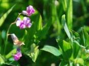 ….con sabor Verano Suecia…