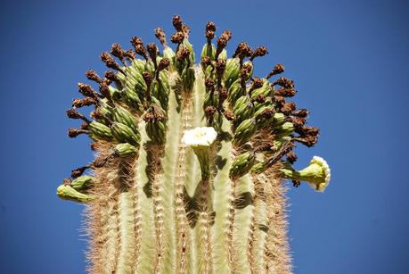 CASTILLO DE MONTEZUMA